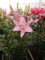 [4328 Justina VZ No01.JPG]